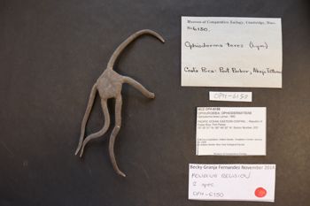 Media type: image; Invertebrate Zoology OPH-6150